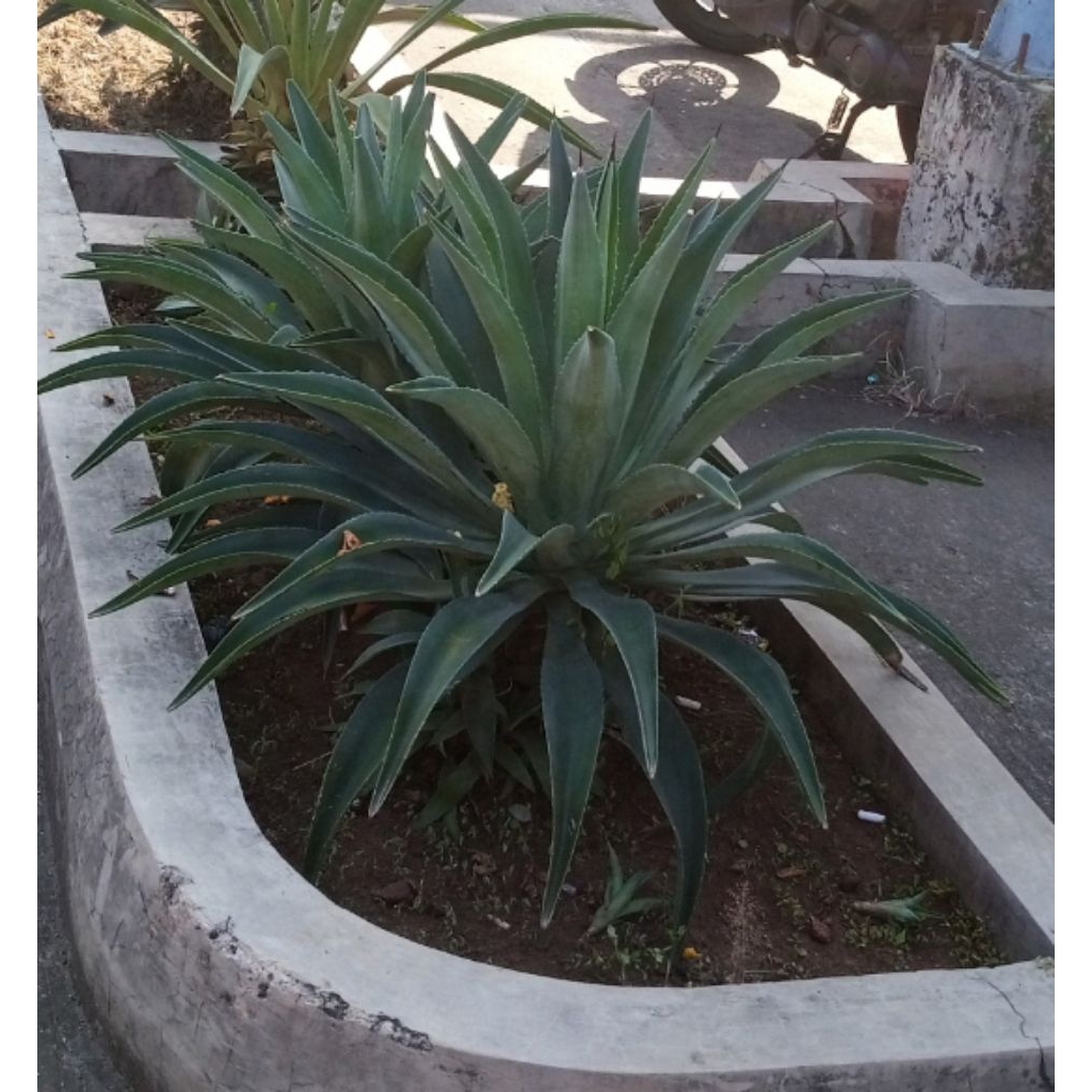 Bibit Bunga Agave Americana