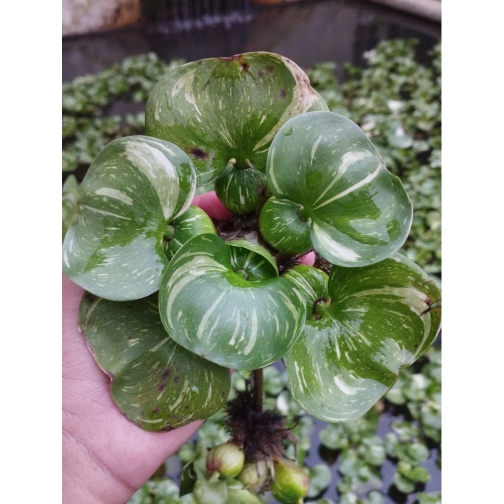 eceng gondok varigata