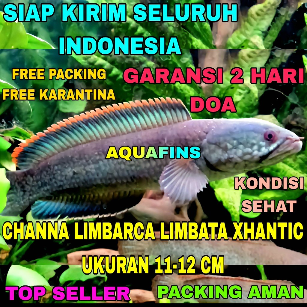 HIASAN SNAKEHEAD CHANNA GABUS BOGO LIMBARCA LIMBATA XHANTIC UKURAN 11-12 CM