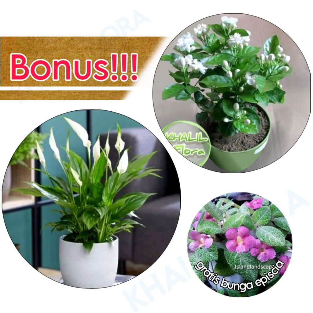 Tanaman Hias Hidup Bunga Melati dan Peace Lily BONUS Bunga Episcia
