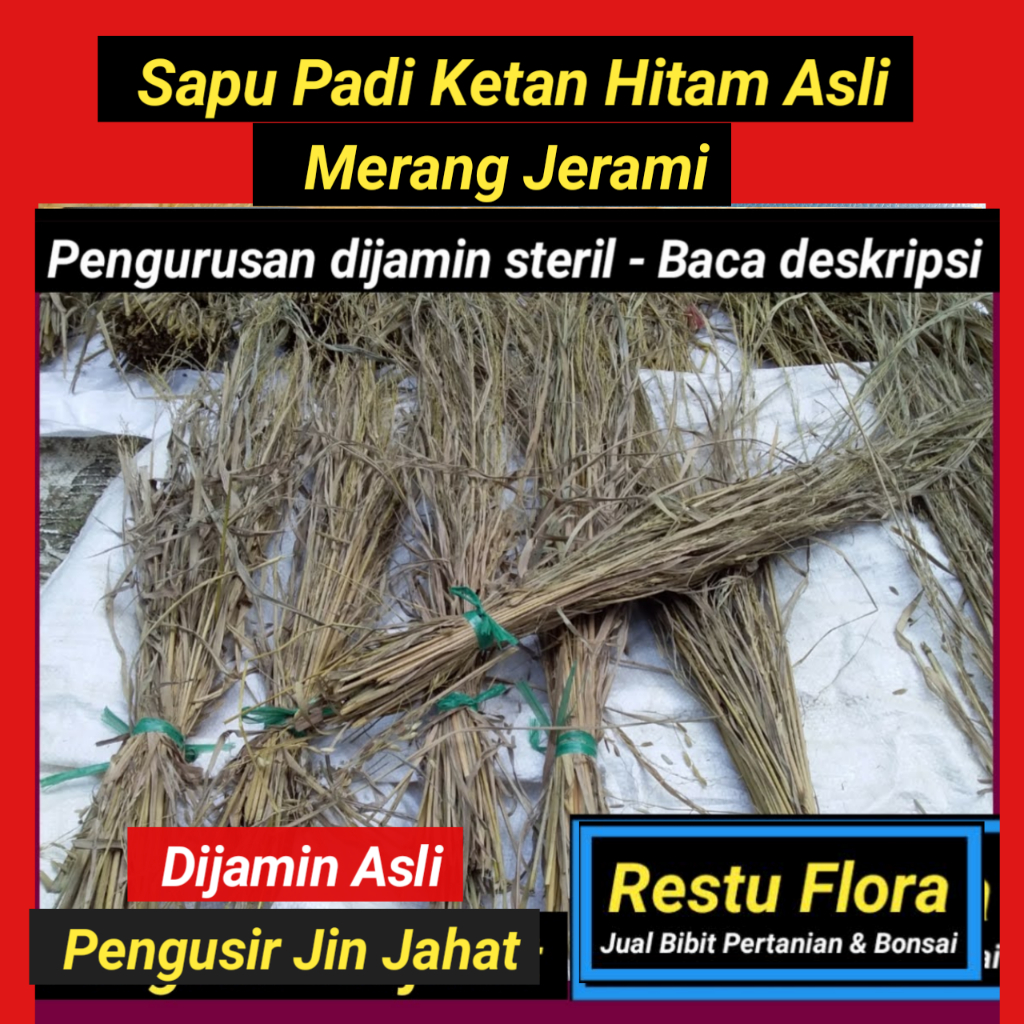 Jerami merang sapu padi ketan hitam asli