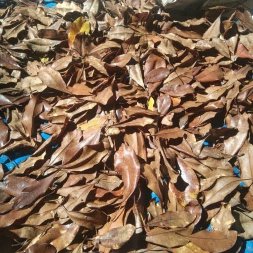 

Daun cengkeh kering per 500 gram