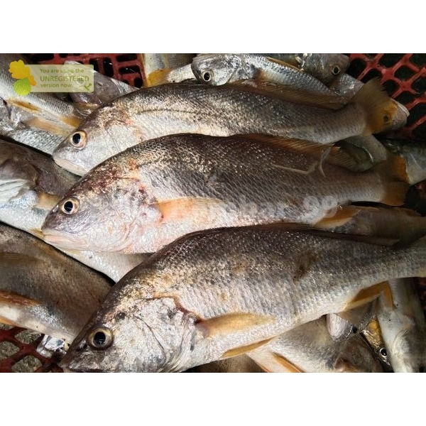 

Ikan Kakap Putih Segar 1Kg Ikan Kakap Putih Grit