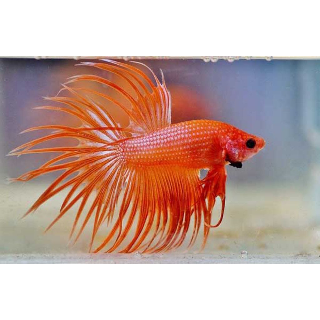 CUPANG SERIT/CROWNTAIL