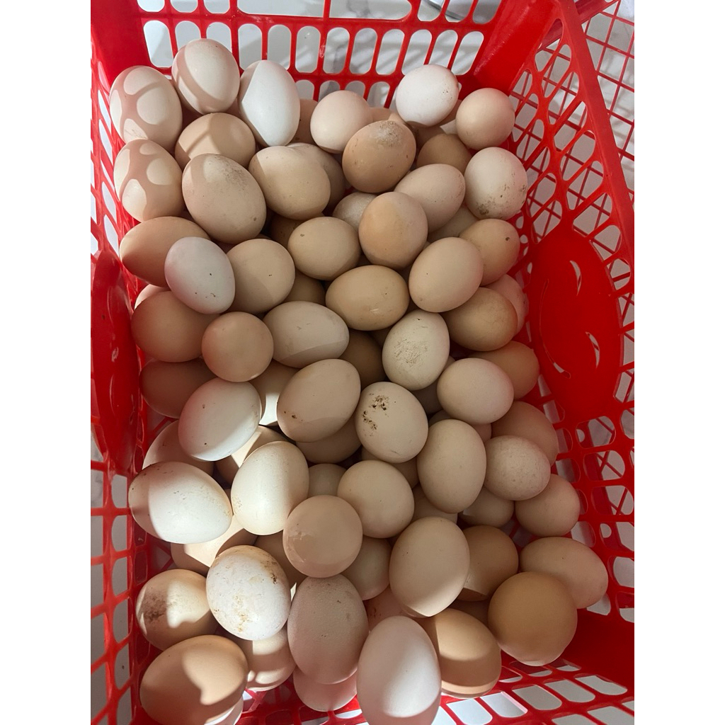 

telor ayam kampung fresh