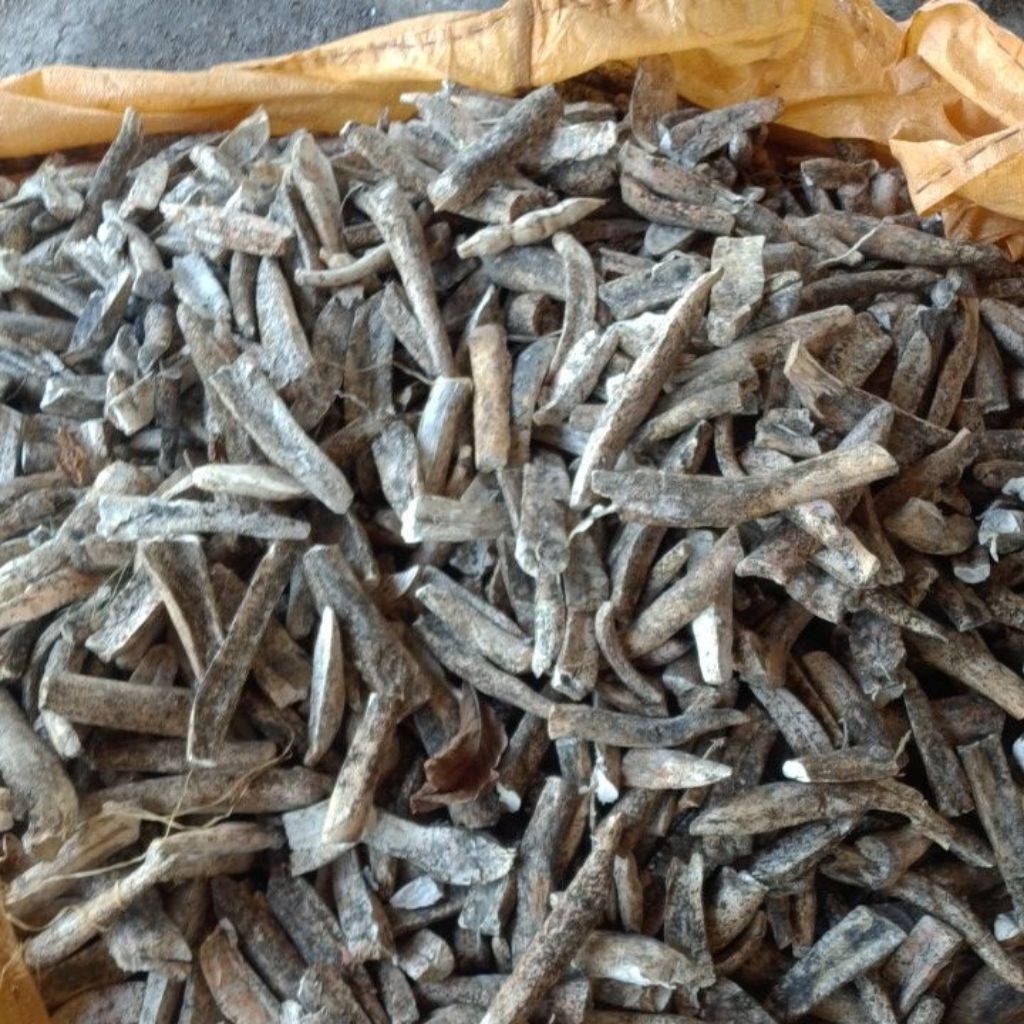 

gaplek gatot asli bojonegoro tambakrejo