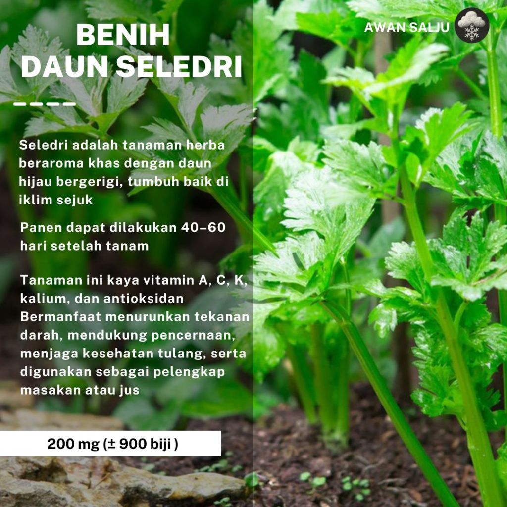 Benih Daun Seledri Bibit Seledri Hidroponik Unggul Bibit Sayuran Berkualitas