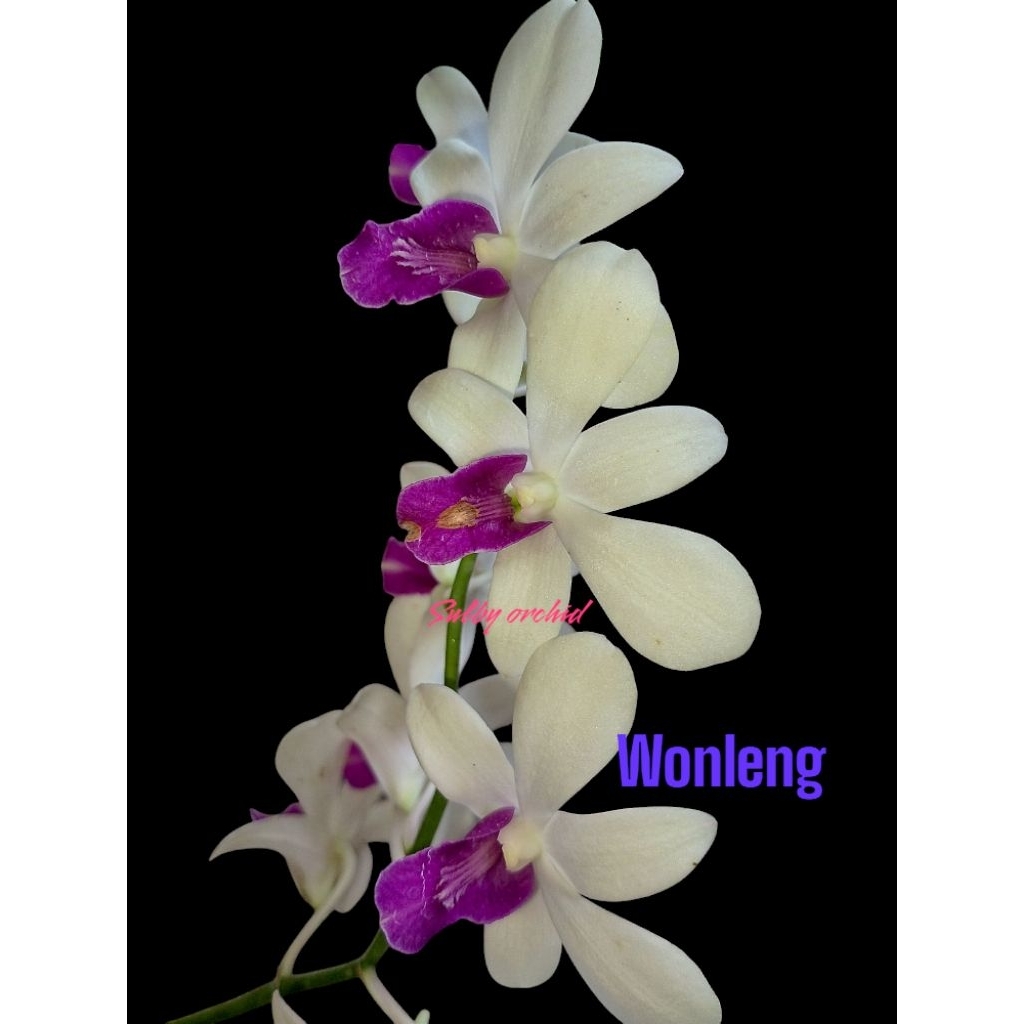 anggrek dendro kondisi dewasa spike