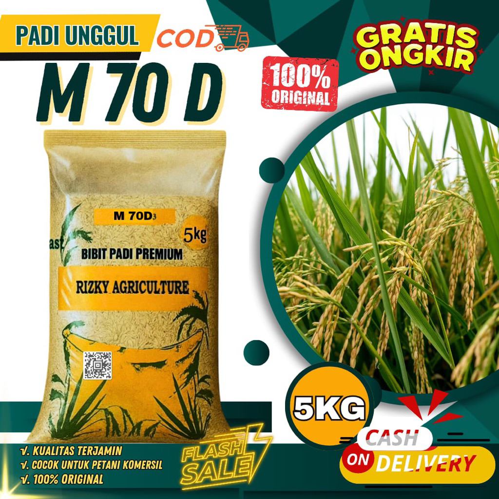 BENIH PADI BIBIT PADI M70 UNGGUL M70 5KG