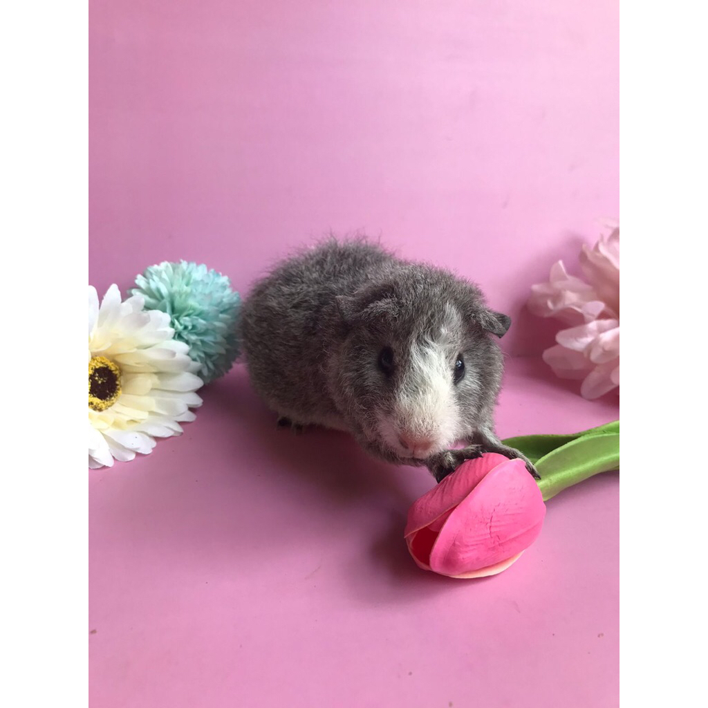 Marmut Teddy Bicolor Broken Silver Guinea Pig Marmut Hias