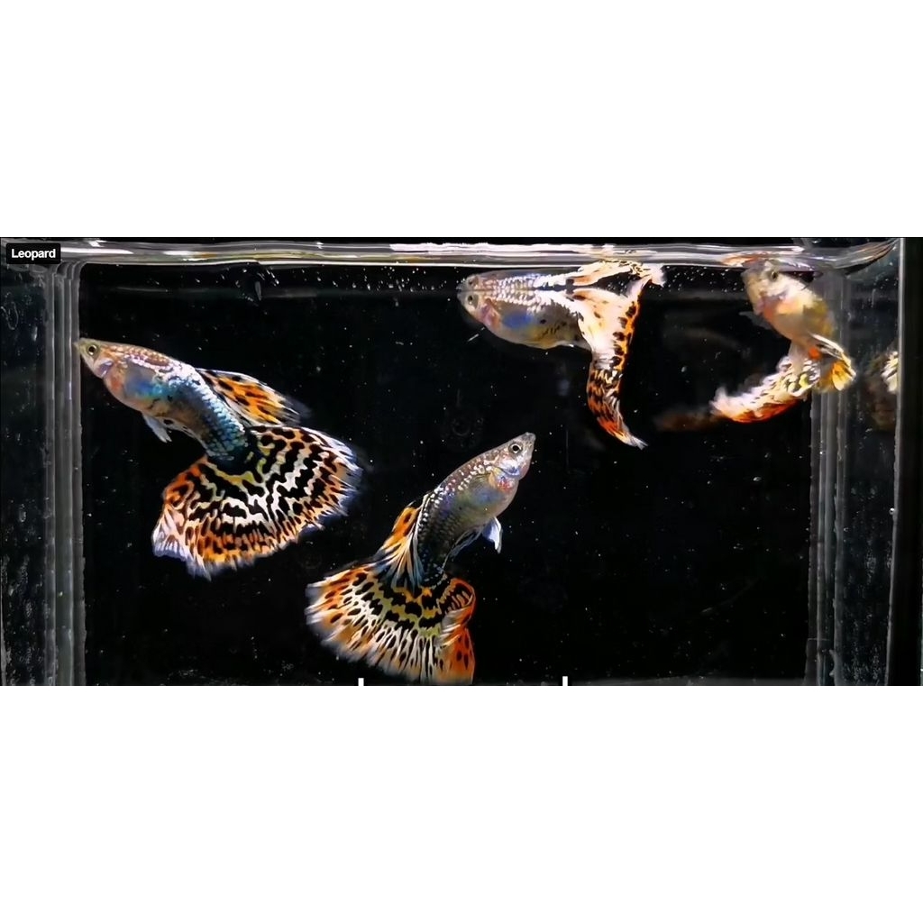 guppy leopard ,perpasang