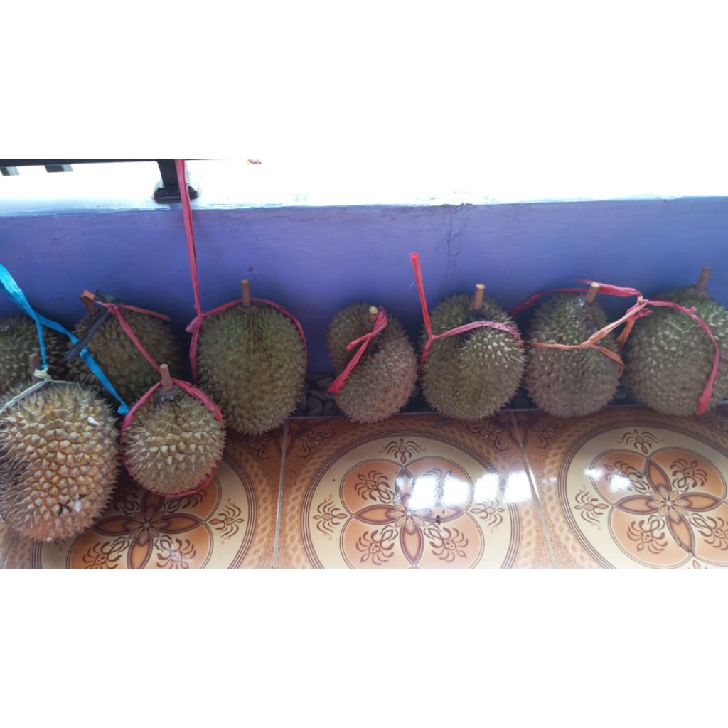 

DURIAN LOKAL DURIAN UTUH