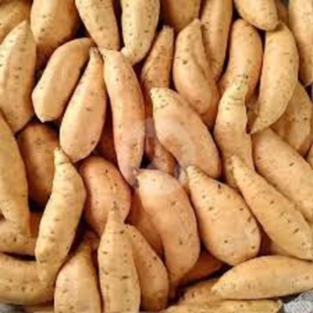 

ubi Cilembu manis pulen