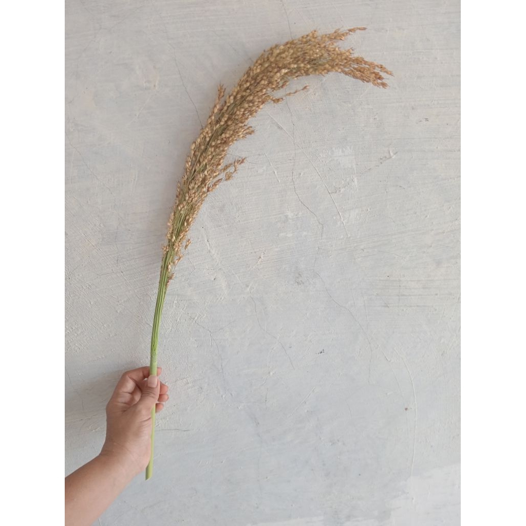 

Sorgum natural non kimia.