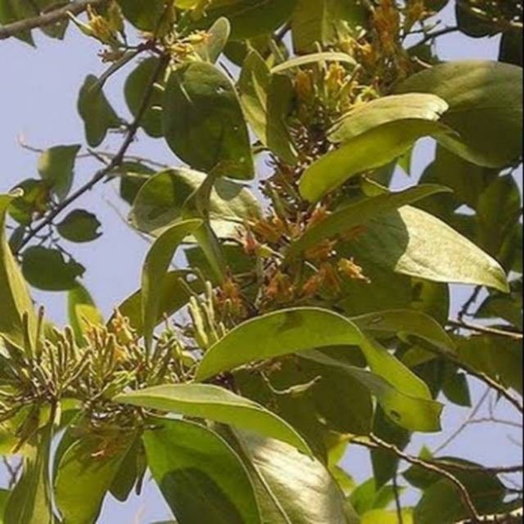 

Benalu Pohon Mangga Segar 250 gram – Herbal Alami Fresh dari Pohon