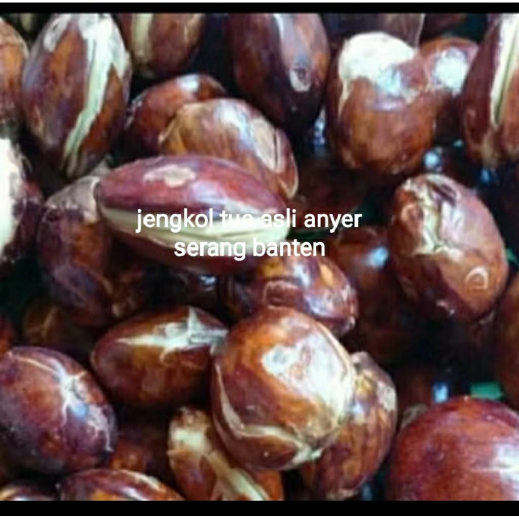 

jengkol tua mentah per 1 kg