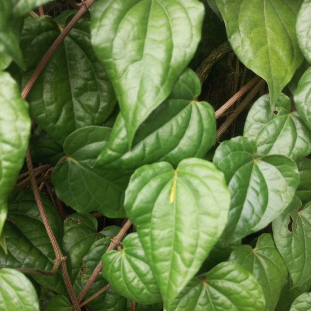 

Daun Sirih Hijau Segar dipetik langsung dari pohon 50 Lembar