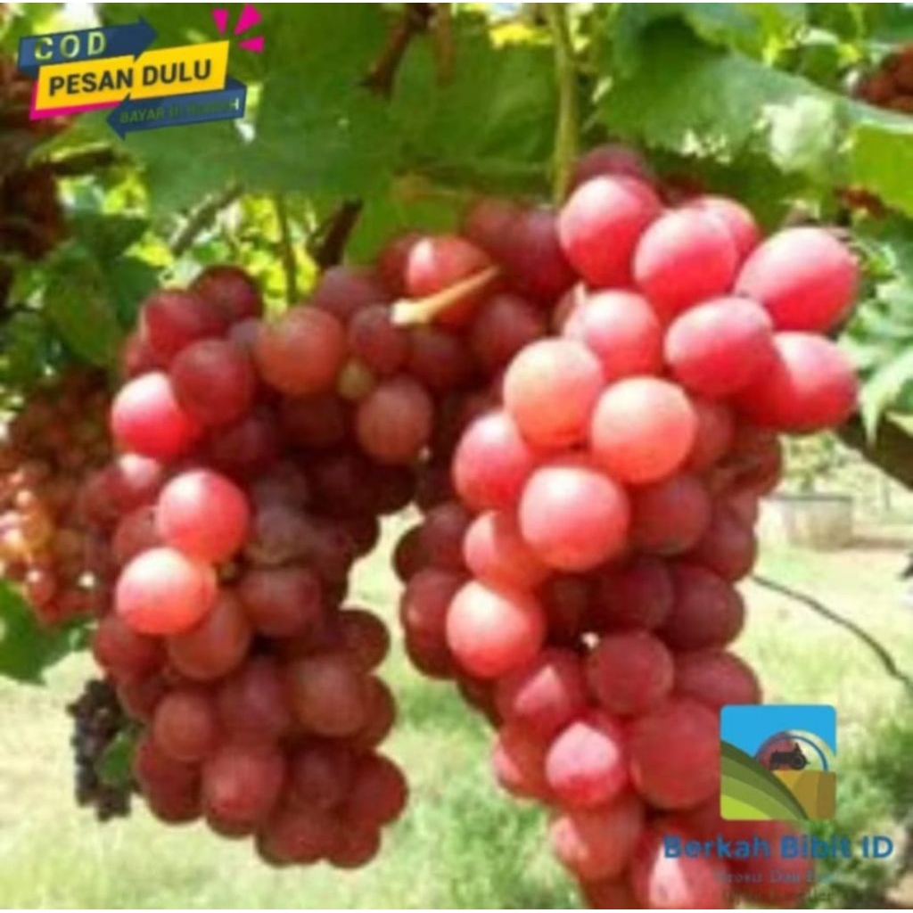 

bibit tanaman anggur red globe beli 5 bonus 1