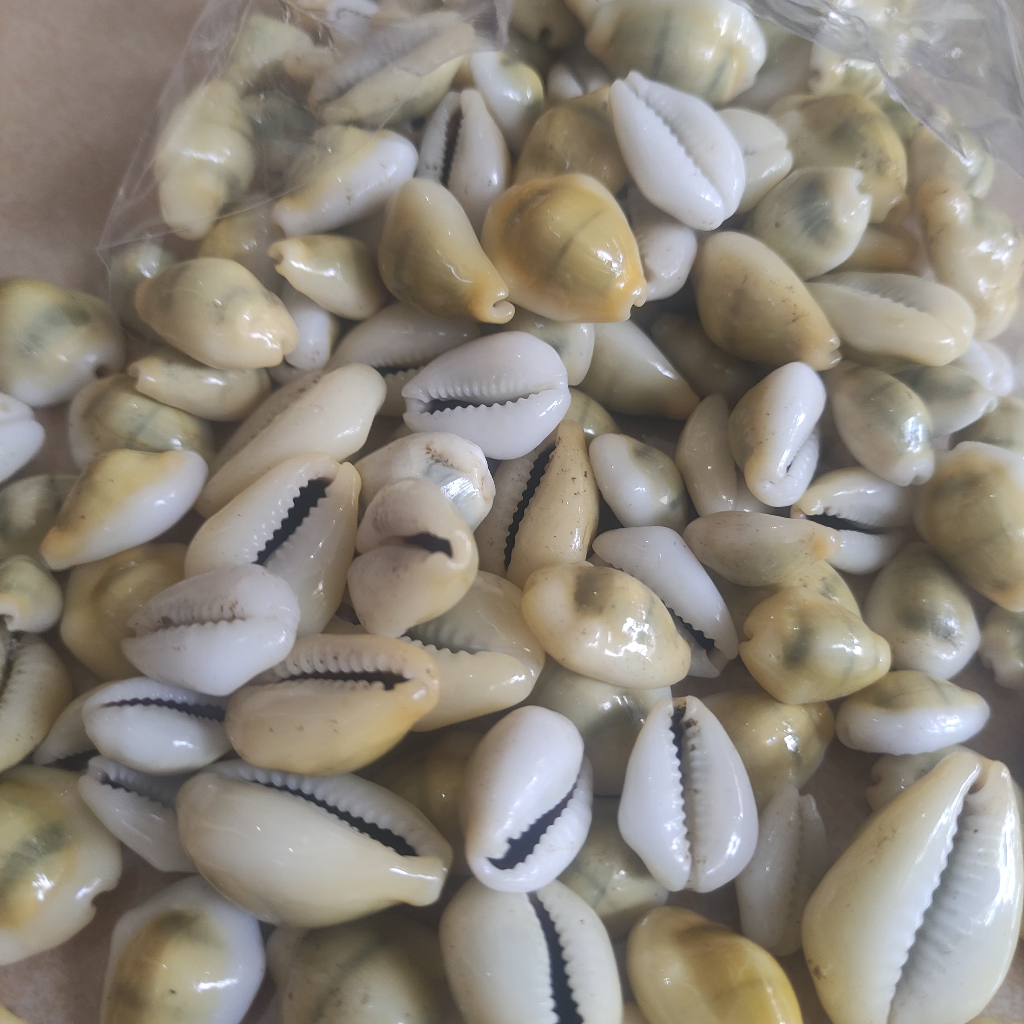 

kewuk abu 100 gram kuwuk abu biji congkak kerang congkak