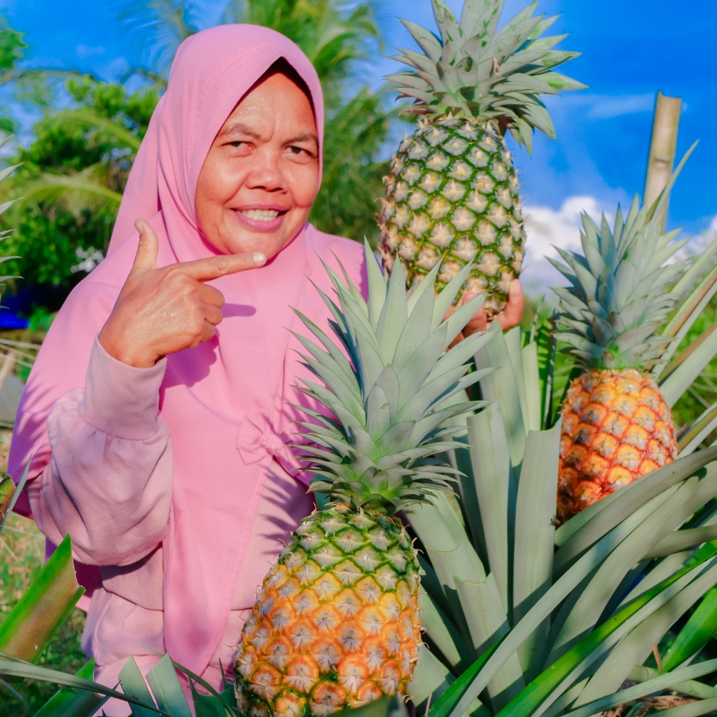 Bibit Nanas Bogor Manis 10 Pohon