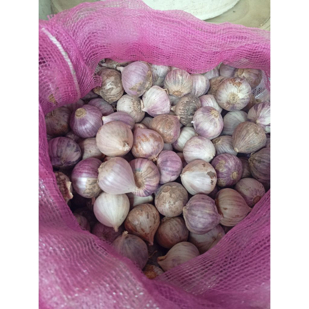 

(1 kilogram)Bawang tunggal/bawang/ramuan bawang/obat ramuan tradisional/bawang nunggal