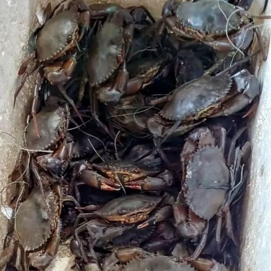 

Kepiting Jantan Live (1Kg) Full Daging