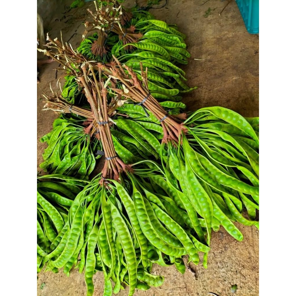 

petai fresh/iket isi 5