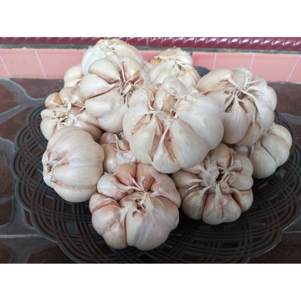 

Bawang putih sinco anti kempes