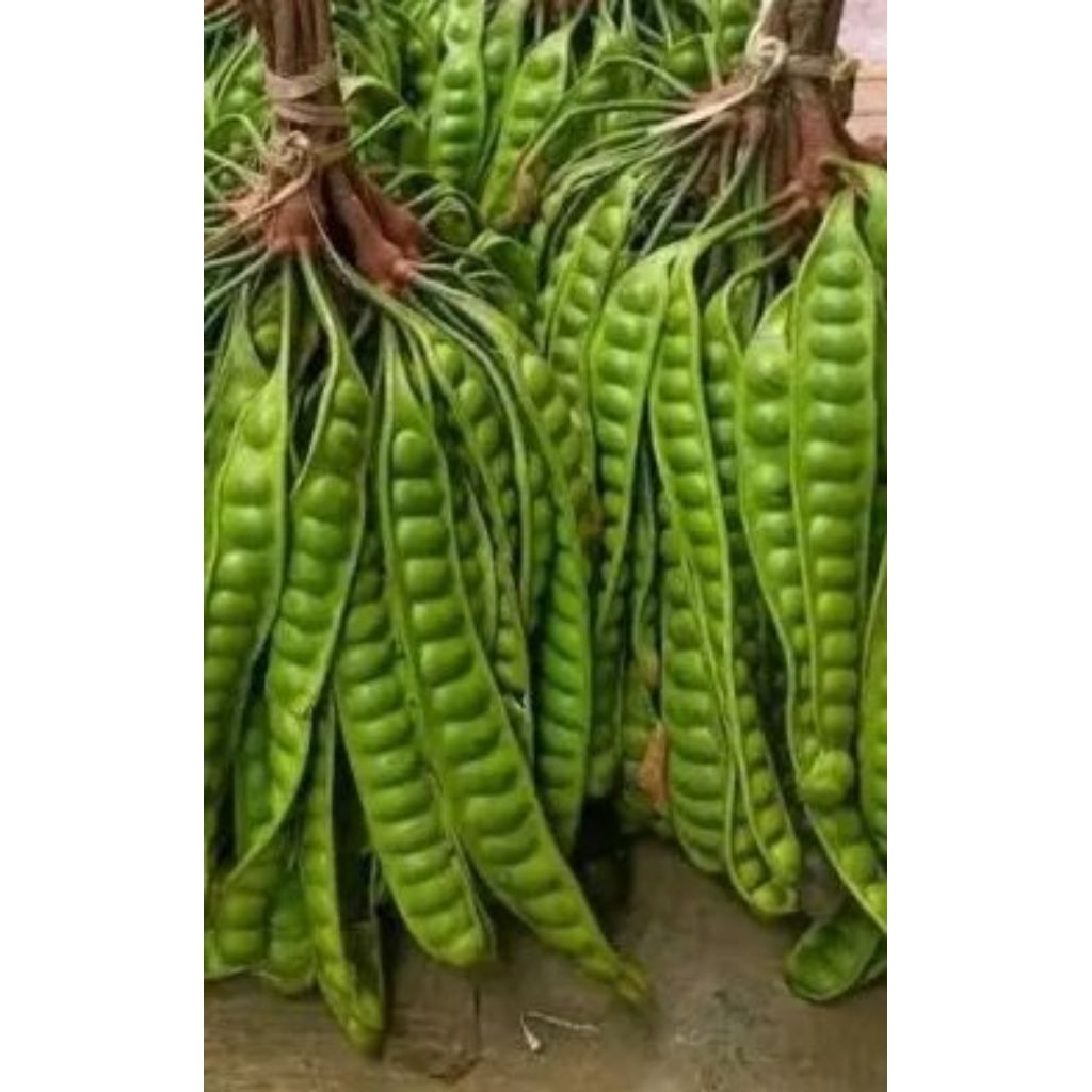 

pete padi feres pendek tuwa per 10 papan