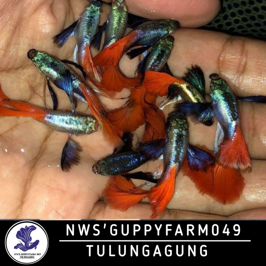 (PROMO) GUPPY PLATINUM RED TAIL DUMBO EAR (PRTDE)