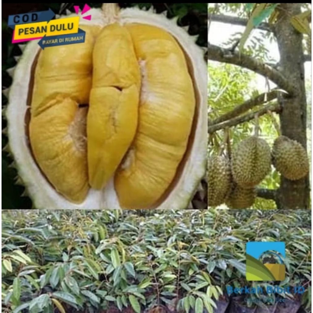 bibit durian bawor super