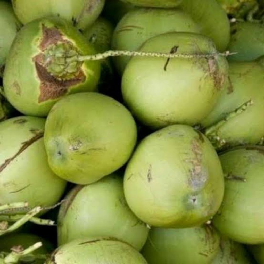 

degan / kelapa muda utuh asli lumajang