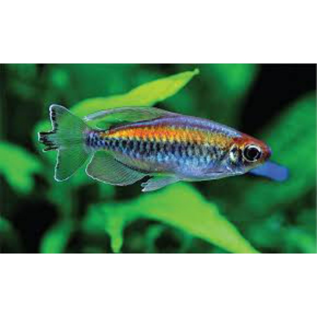 ikan congo tetra kecil