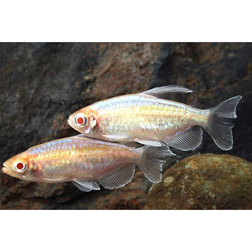 ikan congo tetra albino besar