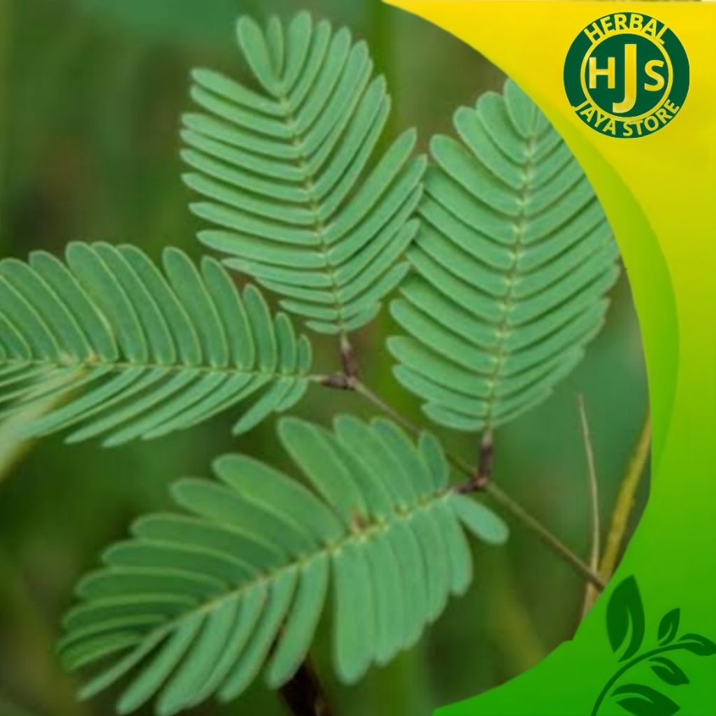 

Daun Putri Malu Segar 500gram Organik