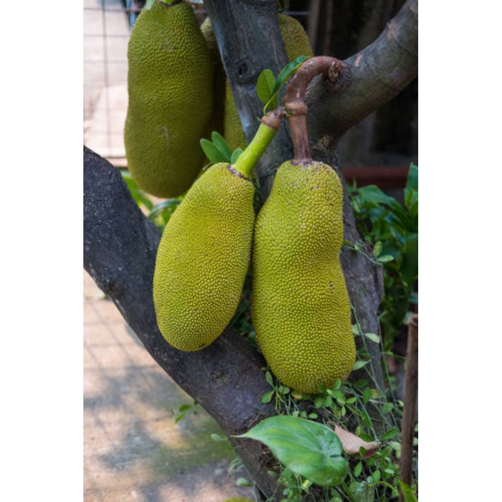 

Nangka mentah utuh fresh 2 kg ( untuk di sayur)