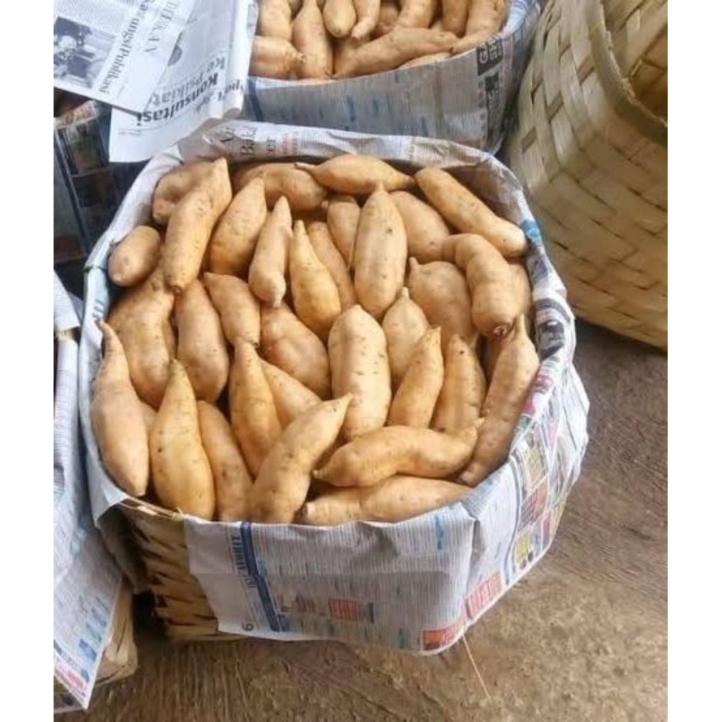 

UBI CILEMBU UK sedang campur kecil 1 kg mentah bersih