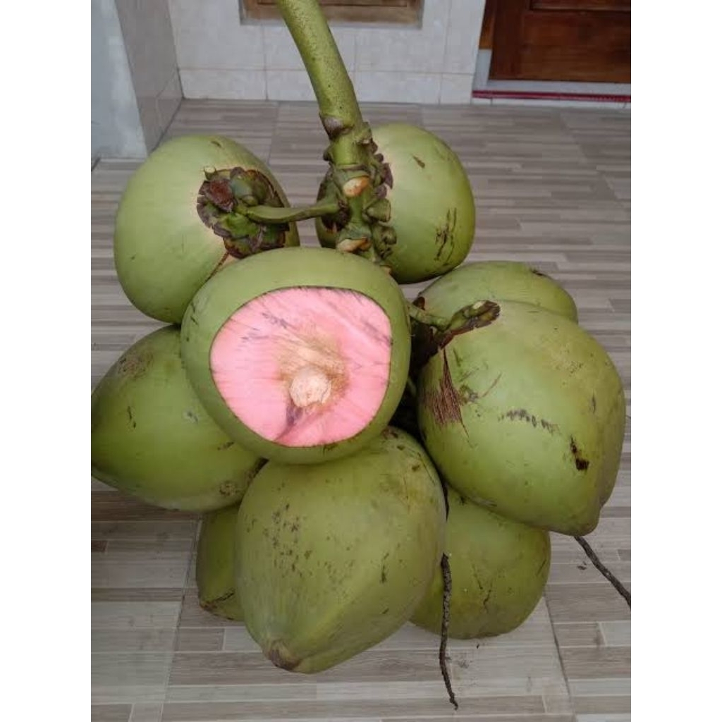 

DEGAN IJO ASLI / DEGAN JAMU / DEGAN WULUNG / DEGAN PINK
