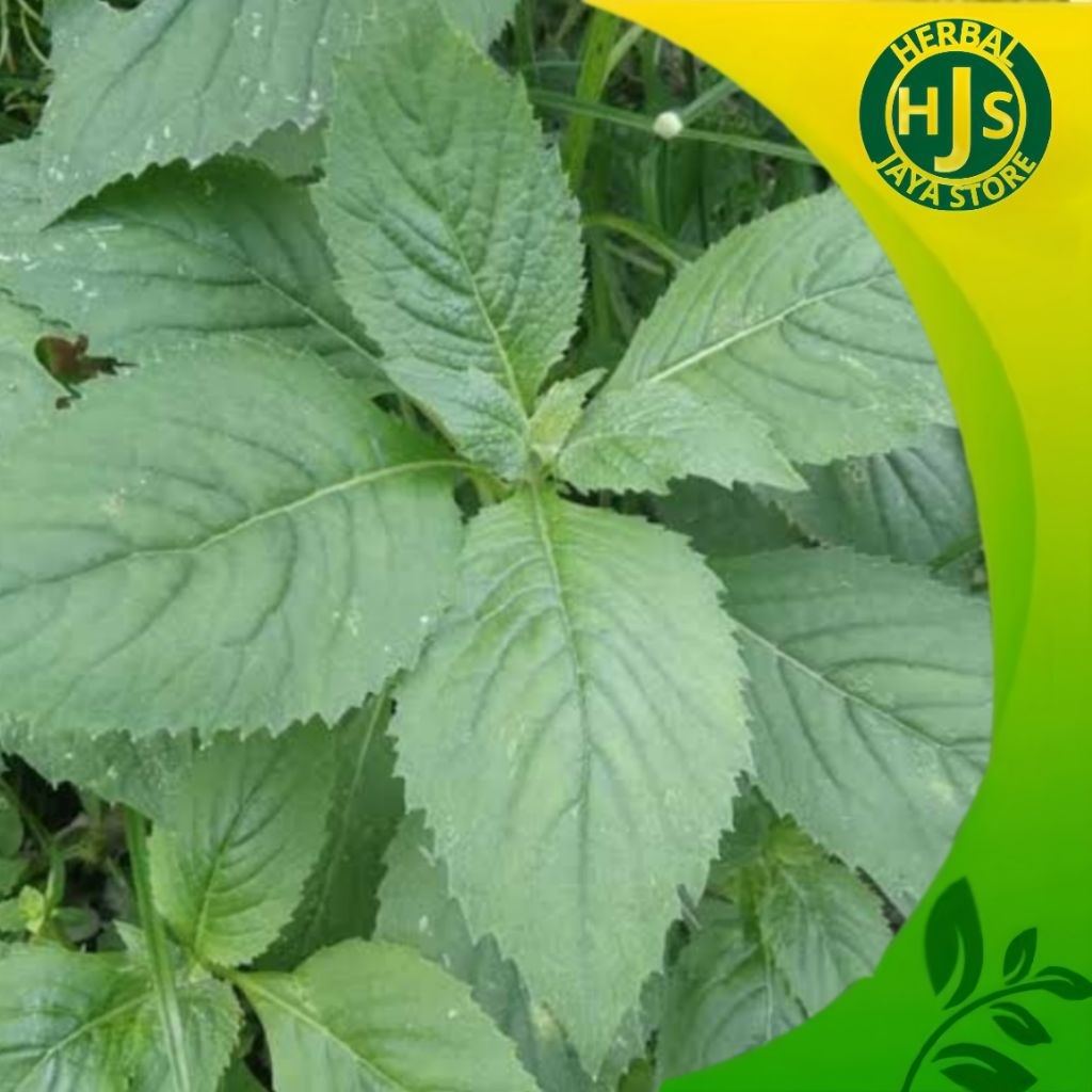 

Daun Sintrong Segar Untuk Lalapan / Herbal 1kg