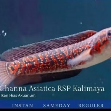 Channa Asiatica RSP Kalimaya Good Quality Hiasan Aquarium
