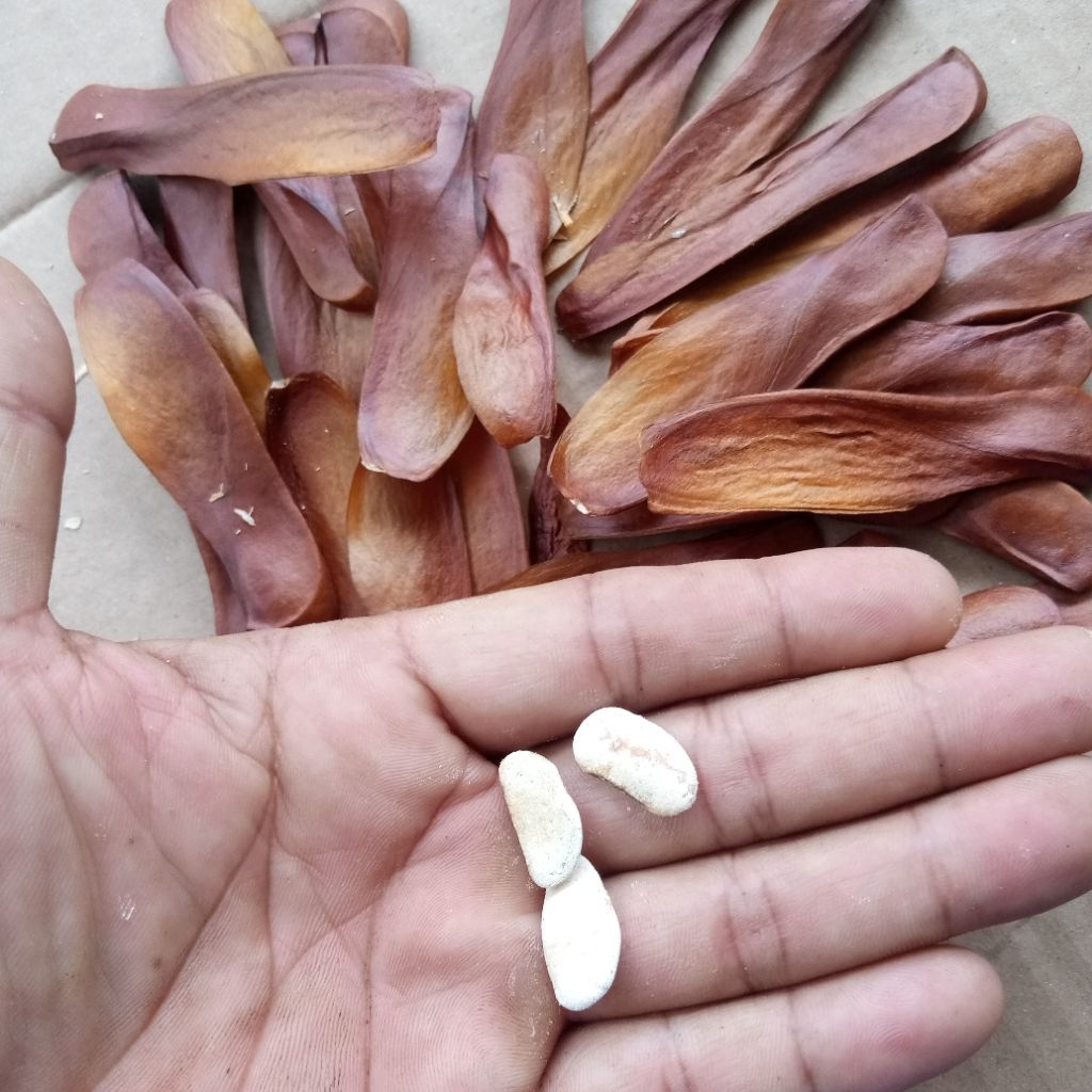 

Biji buah mahoni 100 biji