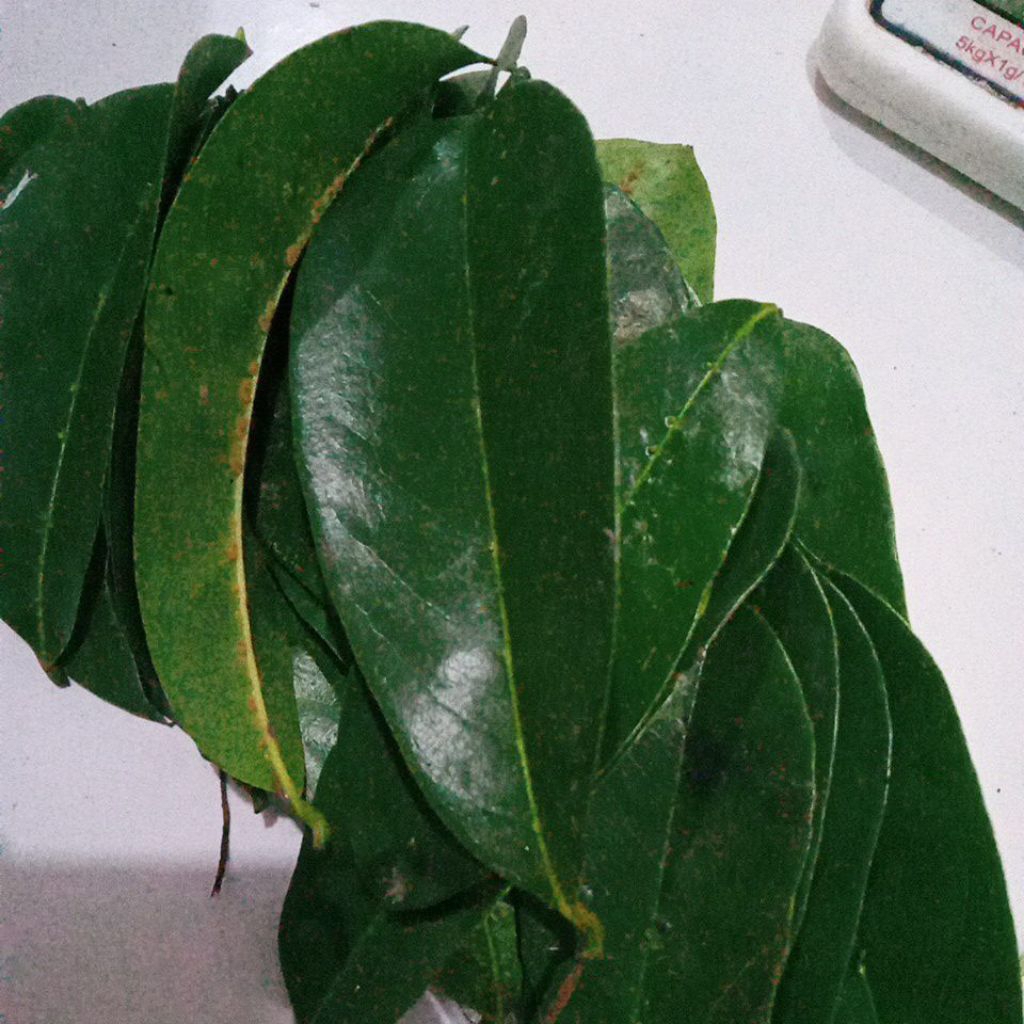 

Daun sirsak anti kanker anti tumor fresh isi 100 lembar.