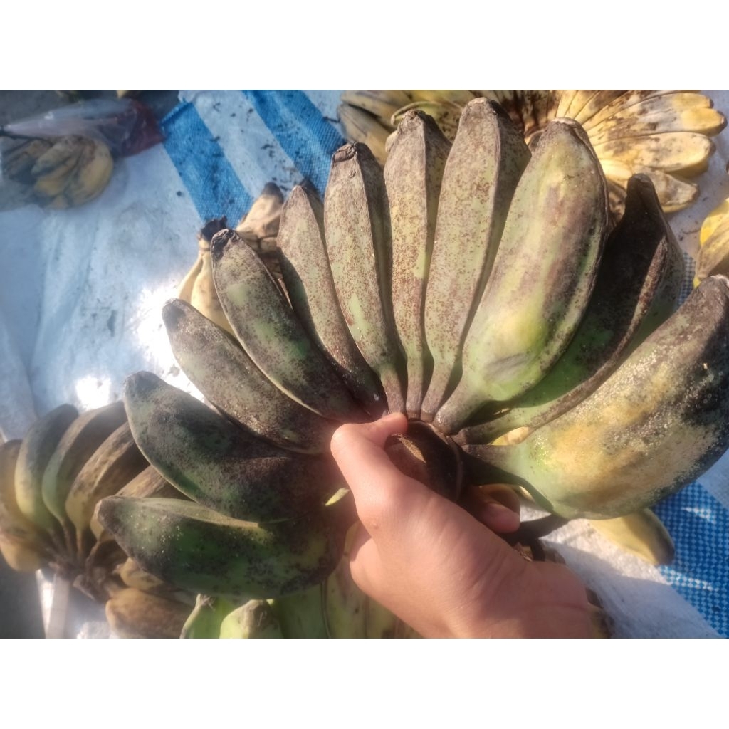 

Pisang Kepok Lezat 1 pcs
