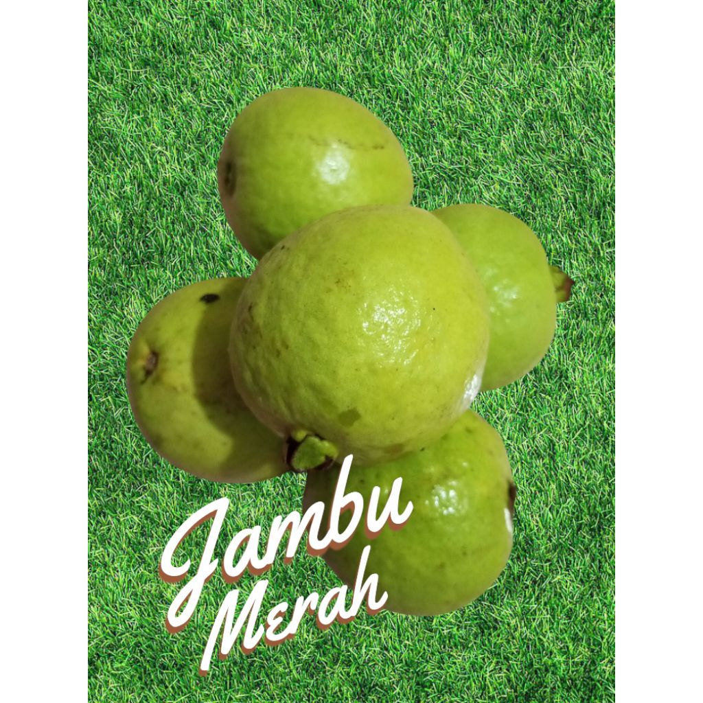 

Jambu biji merah isi 5 buah (random)