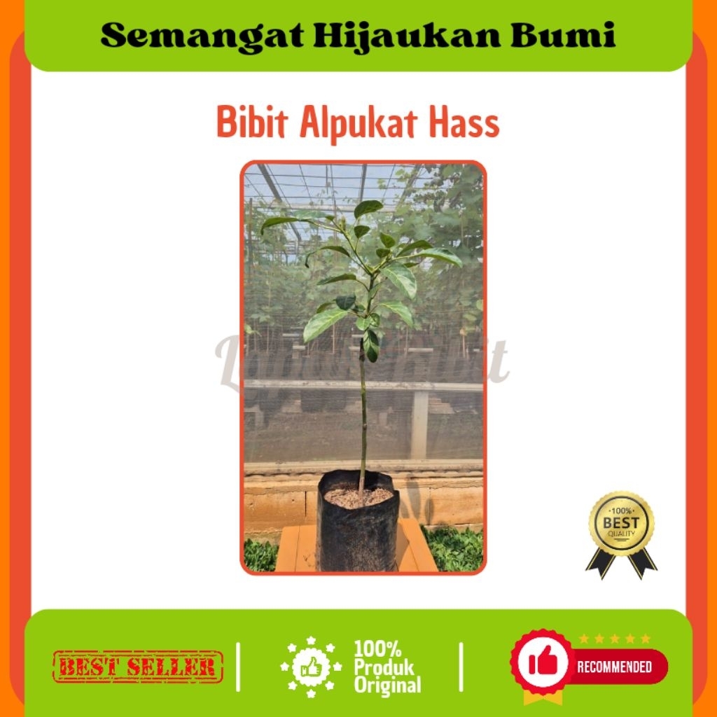 Bibit Alpukat Hass