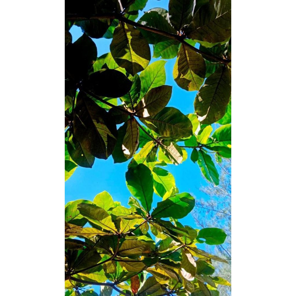 

daun ketapang segar harga perlembar | daun herbal | produk pilihan