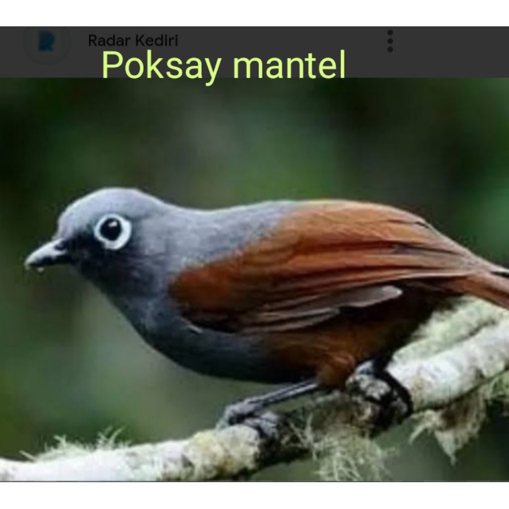 Poksay mantel pilihan jantan