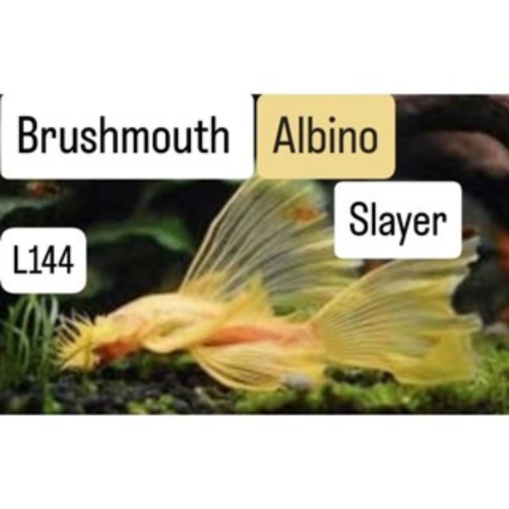 

packing sterofoam brosmout albino slyer