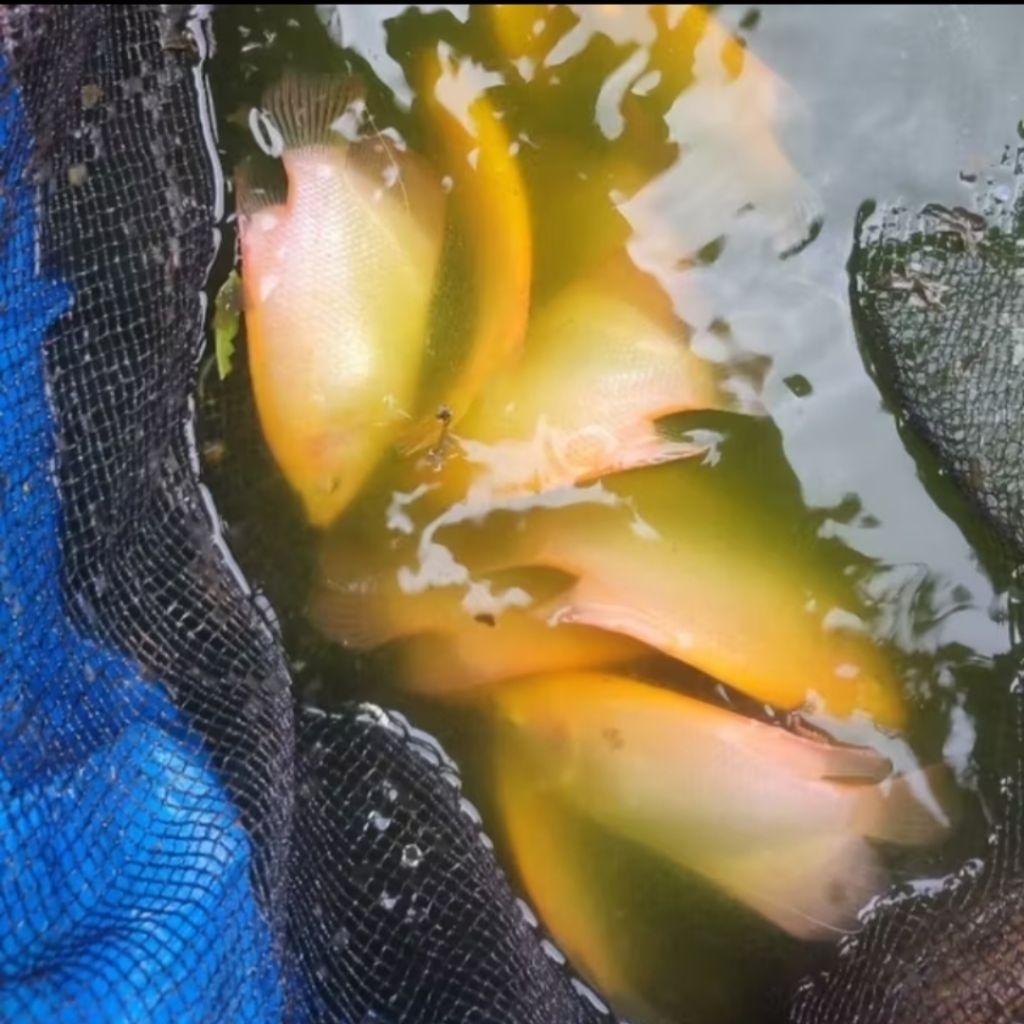 GURAME PADANG 3 SAMPAI 4 JARI