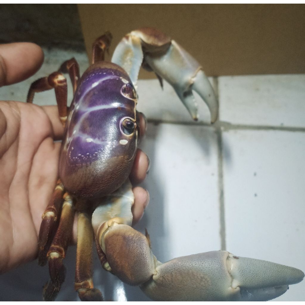 Ikan Kepiting Gecarcoidea Humai Air Tawar